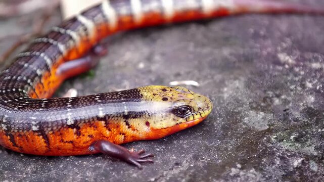 Vibrant orange and black skink lizard crawls across a textured rocky surface