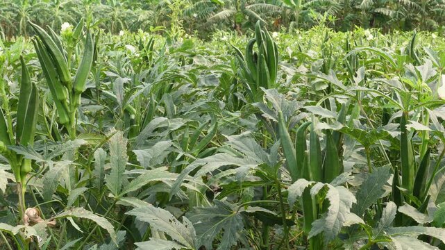 Lady finger or okra plants growing lush in field