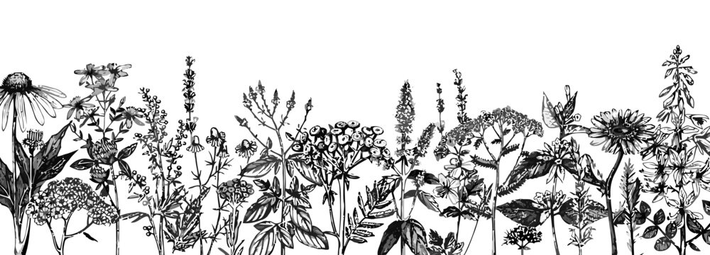 Black and white floral border illustration, hand-drawn botanical art