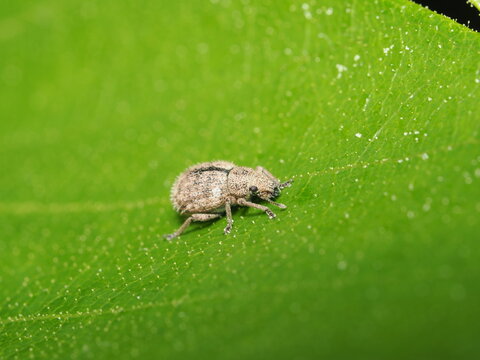Un peque&ntilde;o gorgojo (familia Curculionidae) camina sobre una hoja verde brillante. Destaca su cuerpo robusto y redondeado con una coloraci&oacute;n marr&oacute;n gris&aacute;cea, una l&iacute;nea oscura dorsal y el rostro corto.