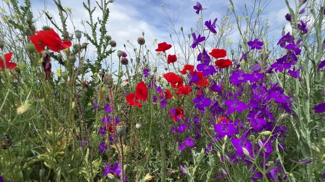 Blooming wild steppe with poppies and other plants