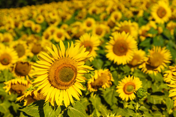 Fototapeta premium Field of blooming sunflowers, Provence France.