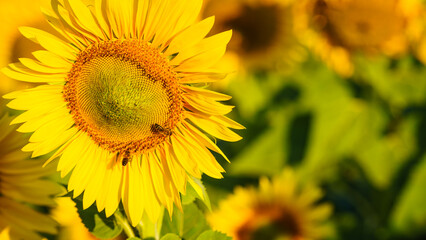 Obraz premium Field of blooming sunflowers, Provence France.