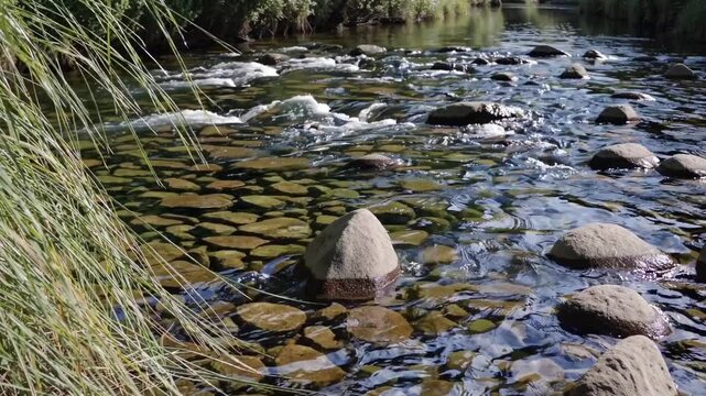 Clear shallow stream with smooth stones, sun lit ripples flowing around pebble clusters and reed fringes, gentle current creating soft sparkle, mossy rocks and visible streambed through crystal water.