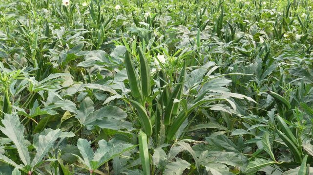 Fresh okra pods growing on plant