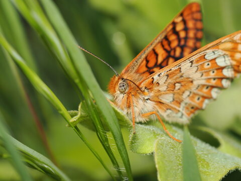 Primer plano de una mariposa doncella (familia Nymphalidae). Destaca la espectacular pilosidad anaranjada de su cabeza, el detalle de su ojo compuesto moteado y el patr&oacute;n ajedrezado de sus alas.