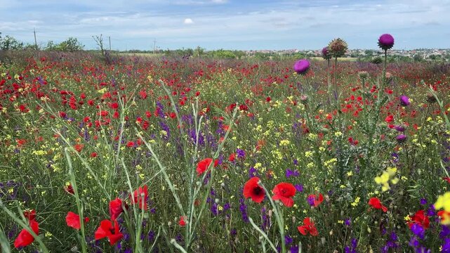 Blooming wild steppe with poppies and other plants