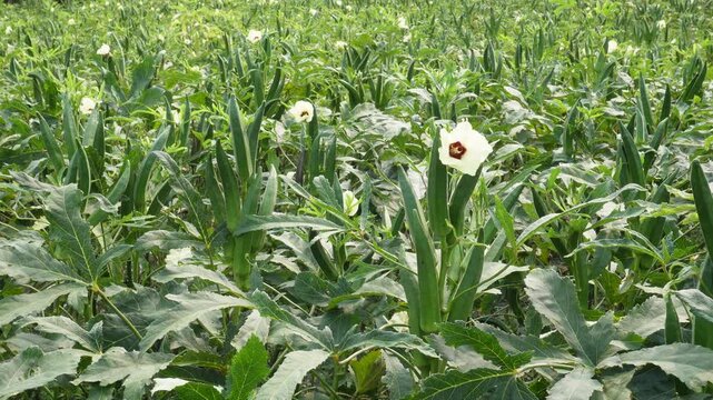 Okra plants thriving with healthy green growth