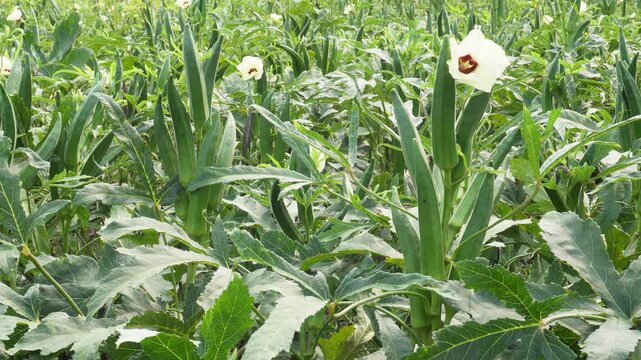 Okra plants growing in lush green field