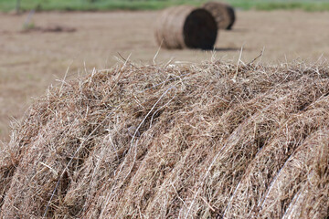 Taking photos of dried and bundled hay bales in the countryside. © JenYu