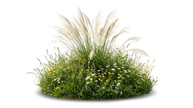 Grass Hummock PNG