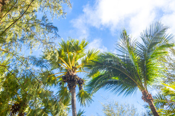 Obraz premium Sunny palm forest landscape with bright blue sky view Thailand.