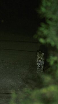 Vertical video, Leopard approaching at night