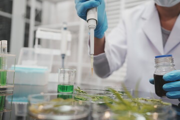 Fototapeta premium Scientist in blue gloves uses a pipette on plant samples in dishes inside a laboratory, showing botanical research, testing, and biotechnology work.
