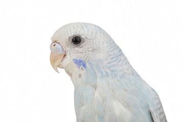 Profile portrait of a white and blue pet parakeet budgie © Nadira