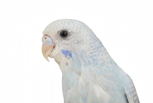 Profile portrait of a white and blue pet parakeet budgie