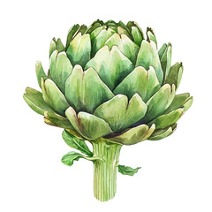 Fototapeta premium Watercolor illustration vector of Artichoke, isolated on a clean white background.