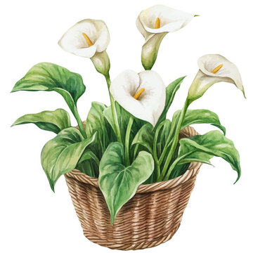 Arum Lily Flower Basket, realistic watercolor illustration vector, isolated on a white background.
