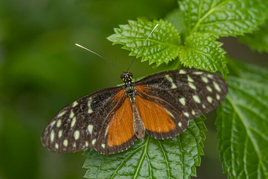 Butterfly on leaf