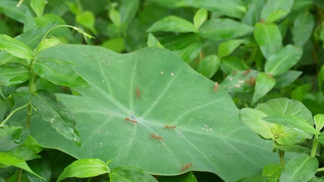 Weaver ants marching on taro leaf