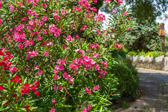 Blooming Oleander shrubs with vibrant pink flowers along sunny street pathway