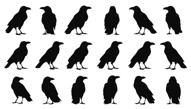 Ravens depicted in multiple black silhouettes showcase different standing postures and angles to provide a comprehensive visual reference for ornithological study or artistic illustrative.