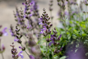 Fototapeta premium Salvia officinalis flowers and foliage in a Mediterranean summer garden