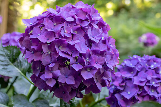 Purple Hydrangea macrophylla bloom against sparkling golden bokeh