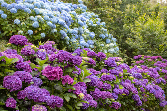 Purple Hydrangea macrophylla border with blue hortensia in background