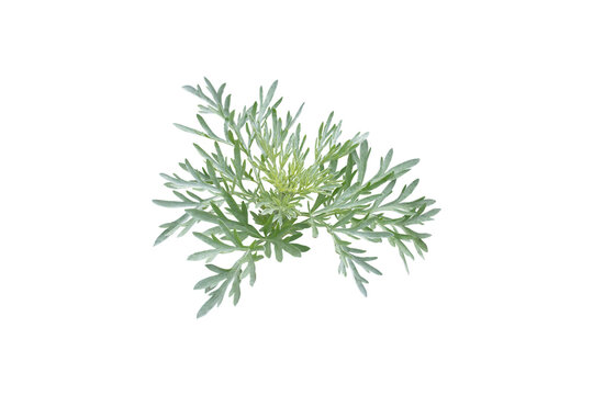Artemisia absinthium foliage or common wormwood leaves isolated transparent png