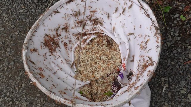 Weaver ant egg collection in net during harvest
