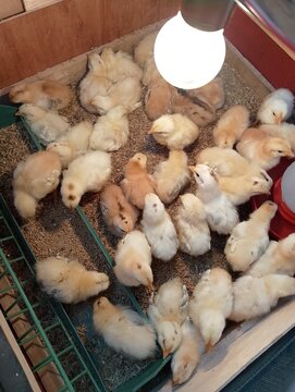 Brooder Box Full of Newborn Chicks Under Heat Lamp