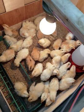 Baby Chicks in Brooder with Feeder and Waterer