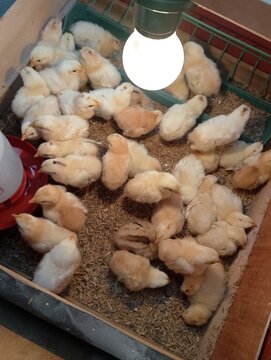 Poultry Farming Scene with Cute Fluffy Hatchlings
