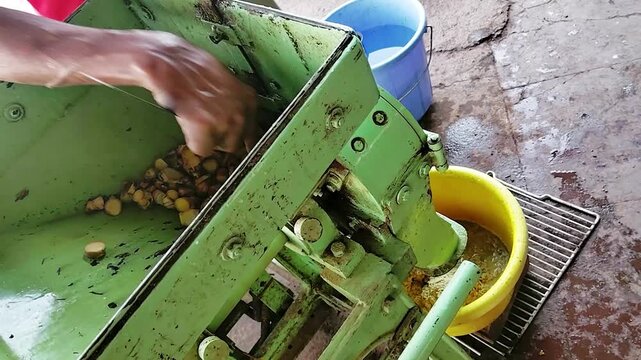 Traditional ginger processing in India, with a worker manually feeding fresh *Zingiber officinale* into an industrial machine, creating a rustic food production scene.