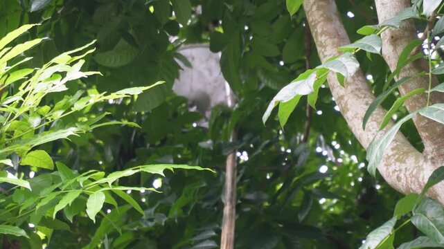 Person collecting red ant eggs from tree leaves
