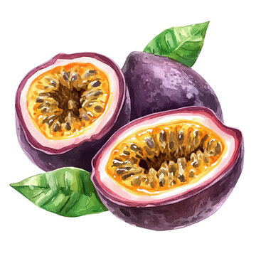 Passion Fruit Sliced, artistic watercolor illustration vector, isolated on a white background.