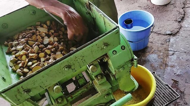 Traditional ginger processing in India, with a worker manually feeding fresh *Zingiber officinale* into an industrial machine, creating a rustic food production scene.