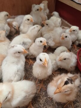 Adorable Flock of Juvenile Chickens in Brooder