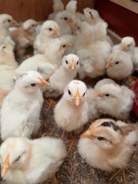 Indoor Brooding System for Growing Chickens
