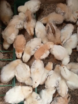 Juvenile Poultry Chicks Resting on Wood Shavings