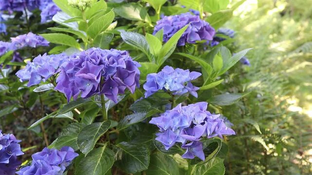 Light purple Hydrangea macrophylla flower heads gently swaying in a sunny garden while sparkling highlights dance across the blooms. Tripod-shot nature footage.