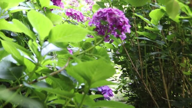 Camera moves through dense purple Hydrangea macrophylla shrubs, brushing past flower heads in a shady garden. Immersive floral footage with lush summer atmosphere.