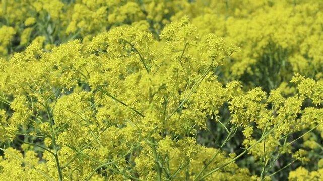 Video begins with a close-up of Isatis tinctoria flowers, then pulls back to reveal masses of blooming plants. Also known as woad, dyer's woad, dyer's-weed and glastum of the Brassicaceae family