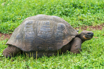 Fototapeta premium Galapagos giant tortoise pulling grass in natural habitat