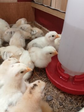 Baby Chickens Drinking Water Inside Brooder Box
