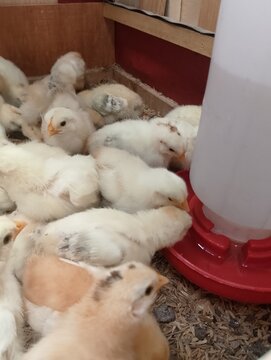 Group of Juvenile Chickens in Poultry Farming Setup