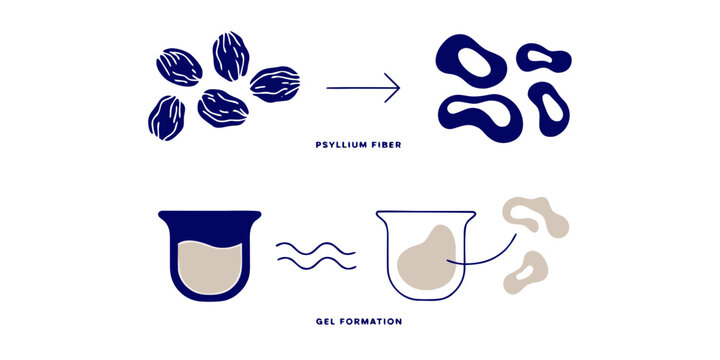 Psyllium fiber gel formation infographic demonstrating seed hydration and soluble fiber expansion process for digestive health and functional nutrition