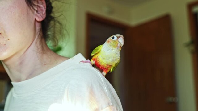 A parrot perches on the shoulder of a person inside a house. The scene shows the person from the side, highlighting the colorful bird and the cozy indoor setting.