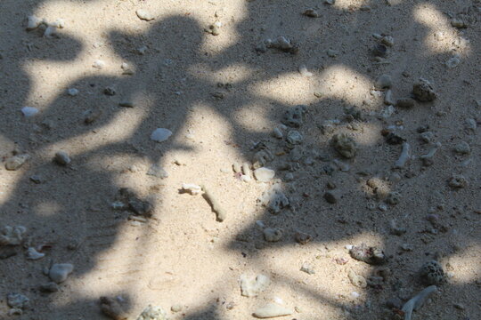 tree shadows in the sand.